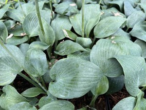 Funkia (Hosta) Bullet Proof zdjęcie 3