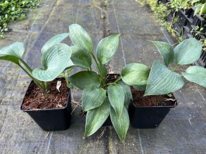 Funkia (Hosta) Bullet Proof zdjęcie 5