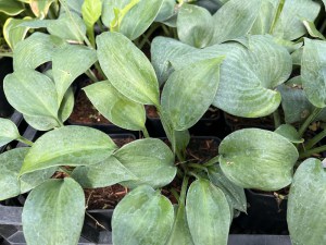 Funkia (Hosta) Bullet Proof zdjęcie 4