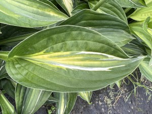 Funkia (Hosta) Yellow Polka Dot Bikini zdjęcie 8