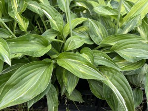 Funkia (Hosta) Yellow Polka Dot Bikini zdjęcie 7