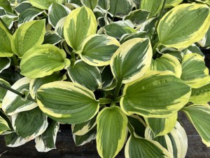 Funkia (Hosta) Christmas Pageant zdjęcie 7