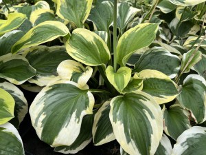 Funkia (Hosta) Christmas Pageant zdjęcie 6