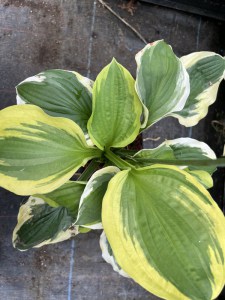 Funkia (Hosta) Christmas Pageant zdjęcie 5
