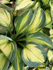 Funkia (Hosta) Blue Circle zdjęcie 2