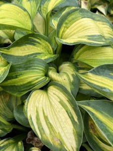 Funkia (Hosta) Blue Circle zdjęcie 3