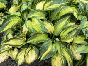 Funkia (Hosta) Blue Circle zdjęcie 4
