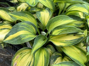 Funkia (Hosta) Blue Circle zdjęcie 1