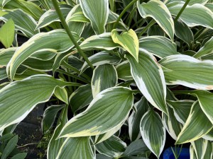 Funkia (Hosta) Fantabulous zdjęcie 2