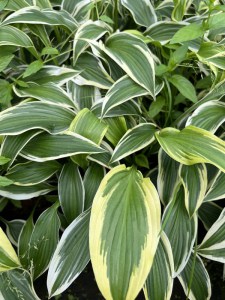 Funkia (Hosta) Fantabulous zdjęcie 3