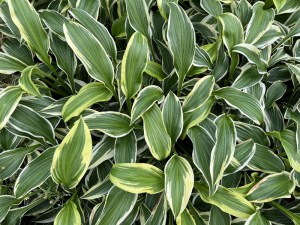 Funkia (Hosta) Fantabulous zdjęcie 4