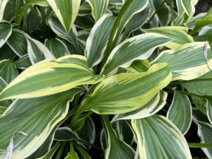 Funkia (Hosta) Fantabulous zdjęcie 5
