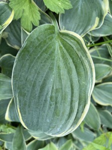 Funkia (Hosta) Arc De Triomphe zdjęcie 2