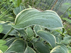 Funkia (Hosta) Arc De Triomphe zdjęcie 4