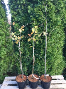 Buk pospolity (Fagus sylvatica) Swat Magret c4 zdjęcie sadzonki