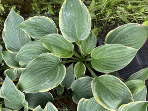 Funkia (Hosta) Arc De Triomphe zdjęcie 3