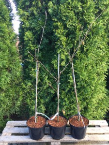 Buk trójkolorowy (Fagus Purpurea) Tricolor c4 zdjęcie sadzonki