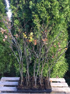 Buk pospolity (Fagus sylvatica) na żywopłot zdjęcie sadzonki