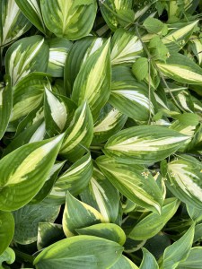 Funkia (Hosta) Enterprise zdjęcie 2