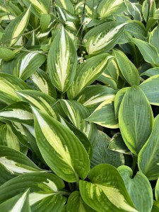 Funkia (Hosta) Enterprise zdjęcie 3