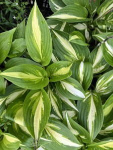 Funkia (Hosta) Enterprise zdjęcie 4