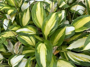 Funkia (Hosta) Color Festival zdjęcie 5