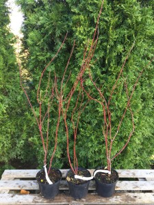 Dereń biały (Cornus alba) Elegantissima c2 zdjęcie sadzonki