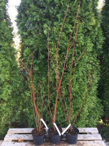 Dereń biały (Cornus alba) Argenteomarginata c2 zdjęcie sadzonki