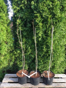 Tulipanowiec amerykański (Lirodendron tulipifera) Aureomarginatum c4 zdjęcie sadzonki