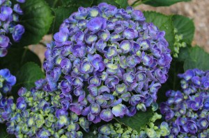 Hortensja ogrodowa (Hydrangea macrophylla) Hopcorn c3 zdjęcie 3