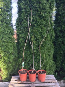 Katalpa, surmia (Catalpa bignonioides) Aurea c7 zdjęcie sadzonki