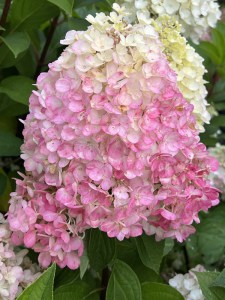 IMG_5871