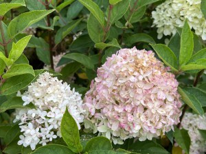 IMG_5882