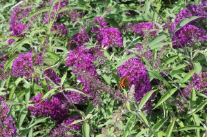 Budleja Dawida (Buddleja davidii) Nanho Purple c3 zdjęcie 4
