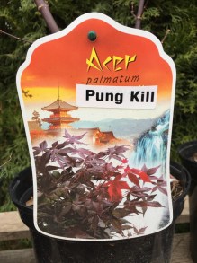 Klon palmowy szczepiony (Acer) Pung Kil c3 zdjęcie sadzonki 1