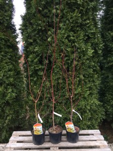 Klon palmowy szczepiony (Acer) Katsura c3 zdjęcie sadzonki