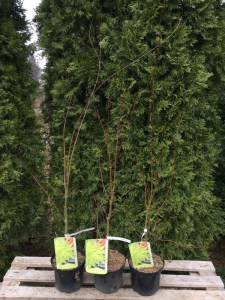 Klon palmowy szczepiony (Acer palm.) Orange Dream c3 zdjęcie sadzonki 2