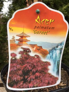 Klon palmowy szczepiony (Acer) Dissectum Garnet c7,5 zdjęcie 7