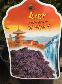 Klon palmowy (Acer palm.) Bloodgood c10 zdjecie 6