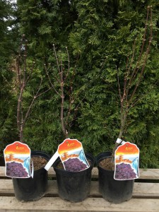 Klon palmowy (Acer palm.) Bloodgood c4 zdjecie drzewka