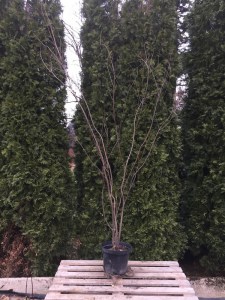 Grujecznik japoński (Cercidyphyllum japonicum) drzewo zdjęcie 1