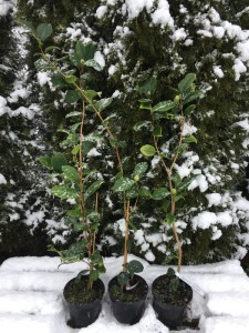 Kamelia japońska (Camelia japonica) Kramers Surprise c2 zdjęcie sadzonki