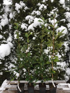 Kamelia japońska (Camellia japonica) Nobilissima zdjęcie sadzonki
