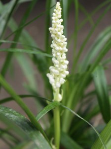 Liriope szafirkowe (Liriope muscari) Monroe White zdjęcie 4