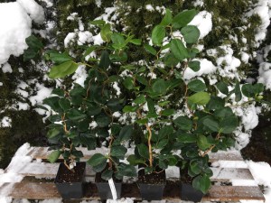 Kamelia japońska (Camelia japonica) Kramers Surprise zdjęcie sadzonki