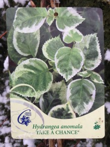 Hortensja pnąca (Hydrangea petioralis) Take a Chance c2 zdjęcie 2