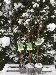 Hortensja pnąca (Hydrangea petioralis) Take a Chance c2 zdjęcie sadzonki