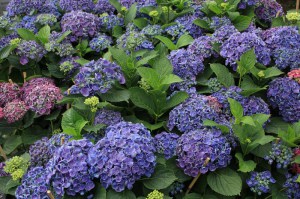 Hortensja ogrodowa (Hydrangea macrophylla) Hopcorn c3 zdjęcie 6