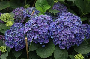Hortensja ogrodowa (Hydrangea macrophylla) Hopcorn c3 zdjęcie 5