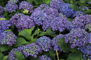 Hortensja ogrodowa (Hydrangea macrophylla) Hopcorn c3 zdjęcie 4